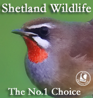 Shetland Wildlife