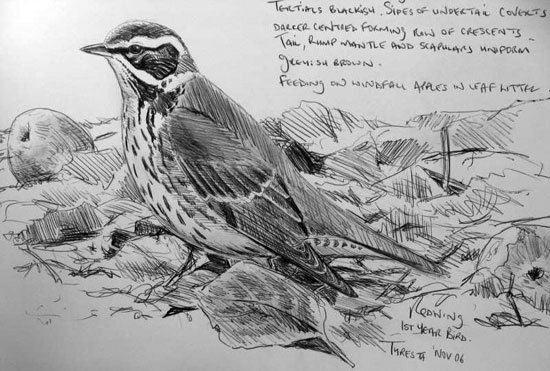 sketches of birds. A lovely ird and a sketch I