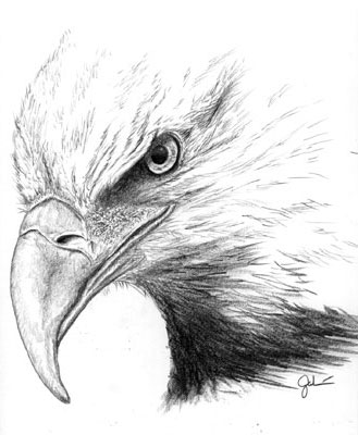 The eagle sketch was born from all kinds of photos, film clips and birds 