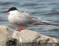 bird photo - Arctic Tern
