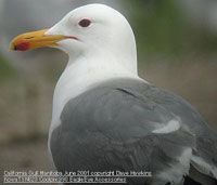 bird photo - California Gull