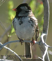 bird photo - Harris' Sparrow