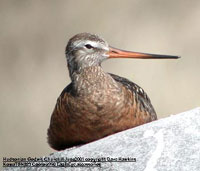bird photo - Hudsonian Godwit