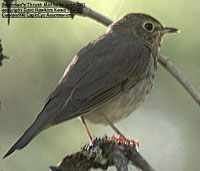 bird photo - Swainson's Thrush