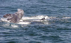 Gray Whale under attack