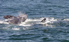 Gray Whale under attack