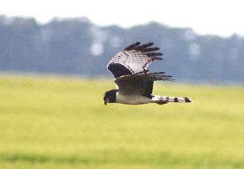 Long-winged Harrier by Peter Nash