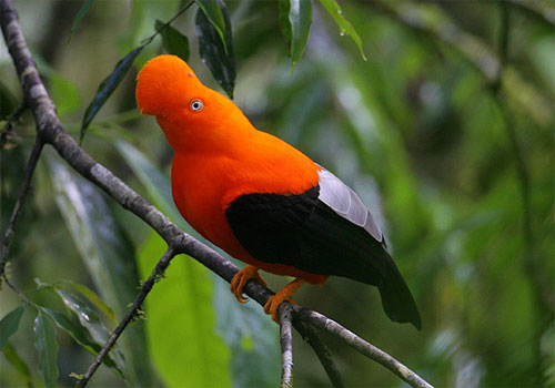 Andean Cock-of-the Rock 