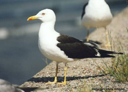 Baltic Gull