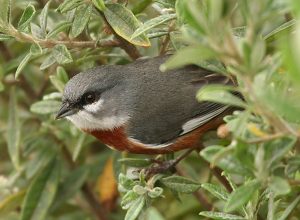 Bay-chested Warbling-finch