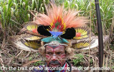 Birds of Paradise feathers in traditional ceremonial costume