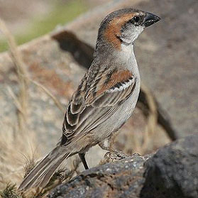 Cape Verde Sparrow, copyright Chris Batty