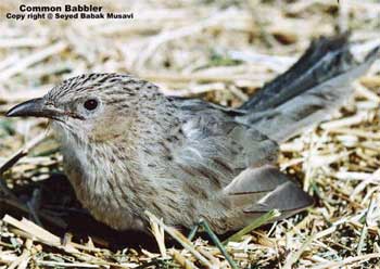 Common Babbler