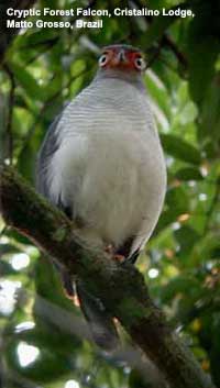 Cryptic Forest Falcon