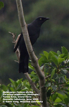 Melanesian Cuckoo-shrike