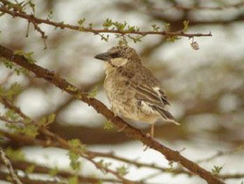 Donaldson-smith’s Sparrow Weaver