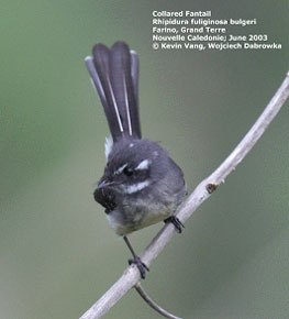 Collared Fantail