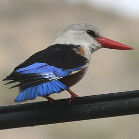 Grey-headed Kingfisher, copyright Chris Batty