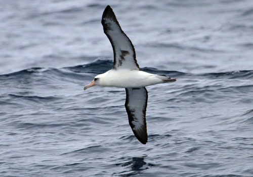  Laysan Albatross 