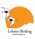 Lofoten Birding 