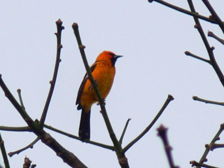 Spot-breasted Oriole