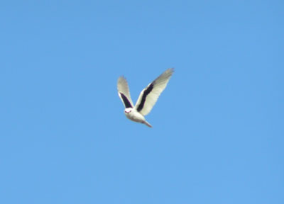  Letter-winged Kite 