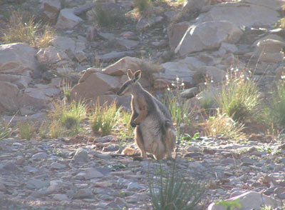  Rock wallaby in Brachina Gorge 