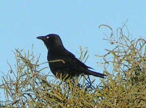  The spectacular Little Crow, here at Mt Lyndhurst 