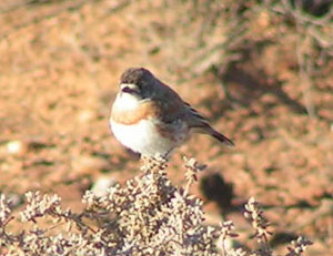  One of three Chestnut-breasted Whitefaces seen at Mt Lyndhurst 