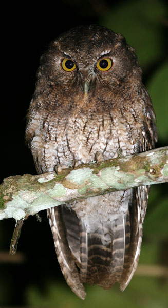  Santa Marta Screech Owl