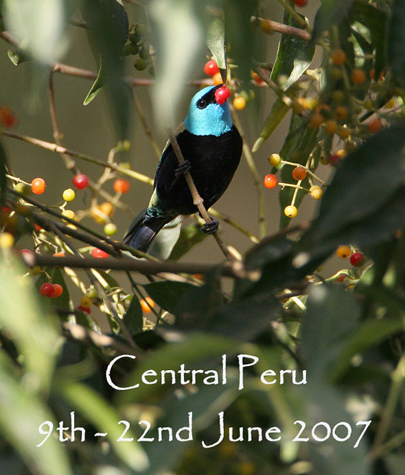 Central Peru – 9th – 22nd June 2007 