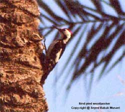 Sind Pied Woodpecker