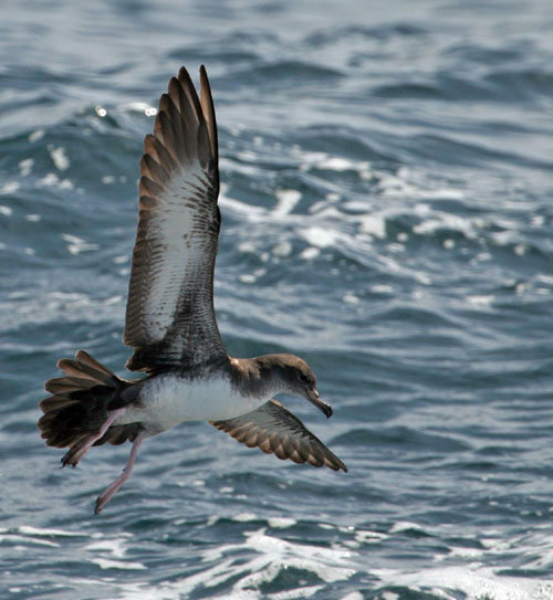  Pink-footed Shearwater 