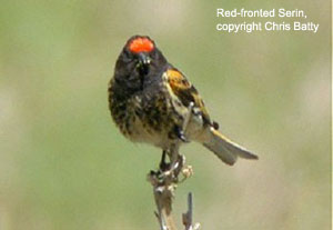 Red-fronted Serin