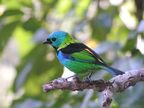  Green-headed Tanager 