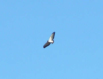  White-tailed Hawk 