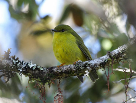 The Canary Flycatcher is reasonably common above and below Yabogima; this individual was photographed by Filip Verbelen.