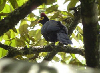 Ross’s Turaco