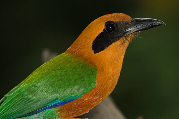 Rufous Motmot