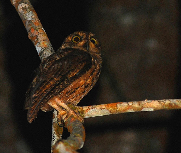 Seychelles Scos-owl