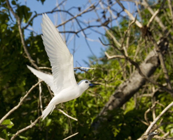 White (Fairy) Tern