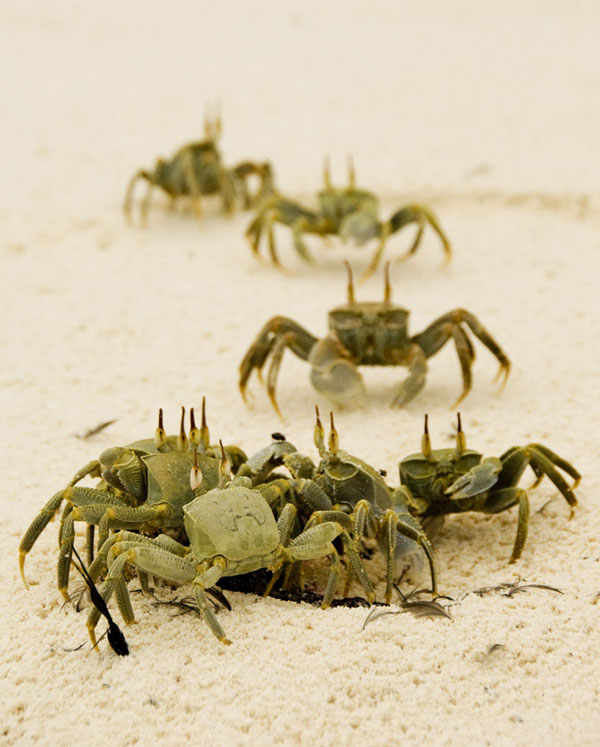 Crab (sp) devouring an unfortunate Lesser Noddy