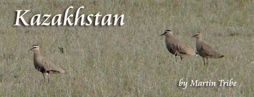 Sociable Plover