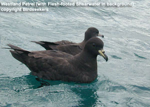 Westland Petrel with Flesh-footed Shearwater in background