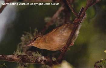 Worm-eating Warbler