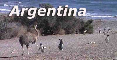 Lesser Rhea and Magellanic Penguins - Argentina