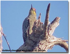 golden-cheeked woodpecker
