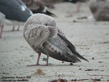 bird photo - Thayers Gull