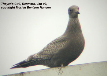 Thayers Gull - Denmark, Jan 2002