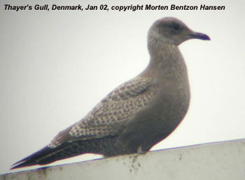 Thayers Gull - Denmark, Jan 2002
